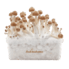 Fresh Mushrooms grow kit B+
