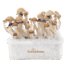 Fresh Mushrooms grow kit McKennaii